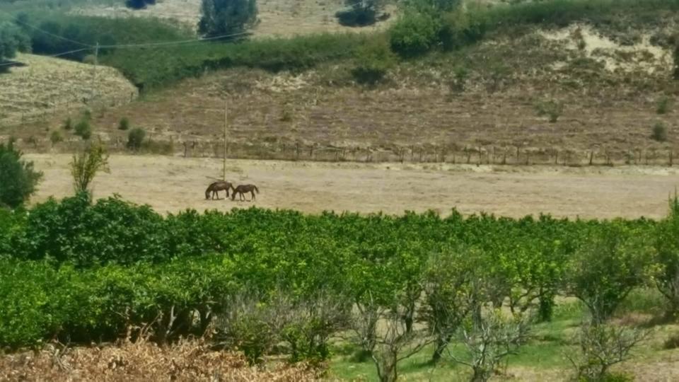 La Dimora Degli Artisti Bed & Breakfast Catanzaro Dış mekan fotoğraf